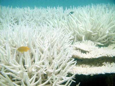 Increased Ocean Temps Spawn Widespread Coral Bleaching