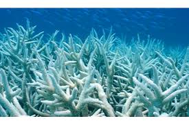 coral bleaching NOAA